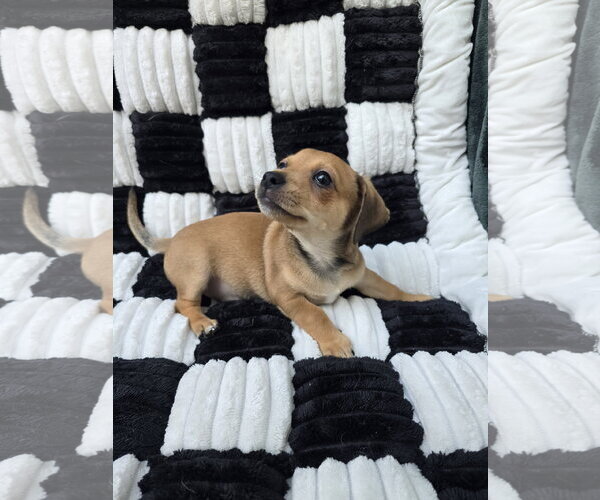 Medium Photo #3 Chihuahua-Unknown Mix Puppy For Sale in San Francisco, CA, USA