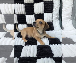 Jasper - Male Chihuahua-Unknown Mix Dog for Adoption - Photo #3