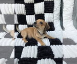Small Photo #3 Chihuahua-Unknown Mix Puppy For Sale in San Francisco, CA, USA