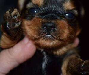 Yorkshire Terrier Puppy for sale in AVONDALE, KY, USA