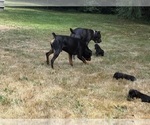 Small #27 Cane Corso-Rottweiler Mix