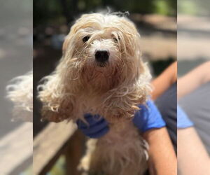 Maltese Dogs for adoption in New York, NY, USA