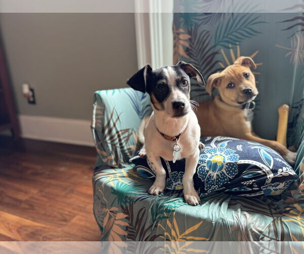 Medium Photo #16 American Staffordshire Terrier Puppy For Sale in Holly Springs, NC, USA