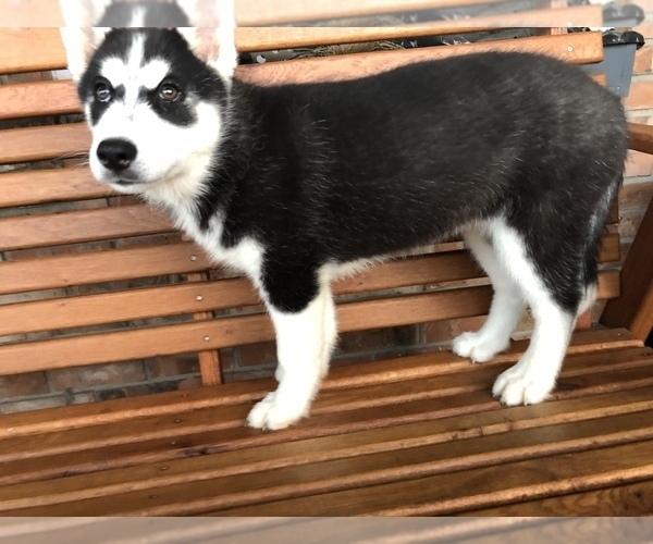 Medium Photo #1 Siberian Husky Puppy For Sale in BEECH GROVE, IN, USA