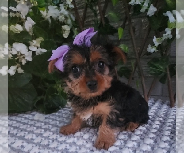 Medium Photo #2 Yorkshire Terrier Puppy For Sale in INDIANAPOLIS, IN, USA