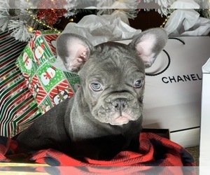 French Bulldog Puppy for sale in CENTENNIAL, CO, USA