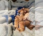 Small Photo #23 Goldendoodle (Miniature) Puppy For Sale in SAN JOSE, CA, USA