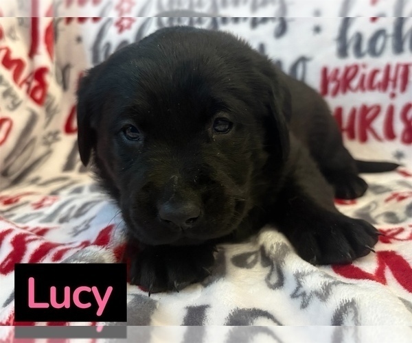 Medium Photo #6 Labrador Retriever Puppy For Sale in FAYETTEVILLE, OH, USA