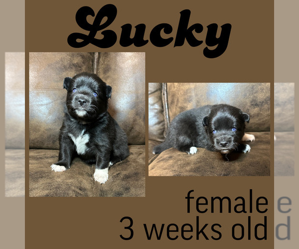 Medium Photo #1 Pomsky Puppy For Sale in DE SOTO, KS, USA