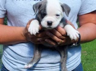 English Bulldogge Puppy for sale in ELYRIA, OH, USA