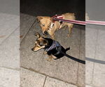 Small #19 Labrador Retriever Mix