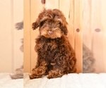 Small #5 Poodle (Toy)