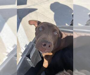 Labrador Retriever Mix Dog for Adoption in Fort Lauderdale, Florida USA