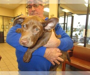Basset Hound-Labrador Retriever Mix Dogs for adoption in Ocala, FL, USA