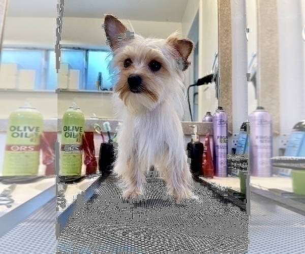 Medium Photo #1 Yorkshire Terrier Puppy For Sale in HAYWARD, CA, USA