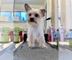 Small Photo #1 Yorkshire Terrier Puppy For Sale in HAYWARD, CA, USA