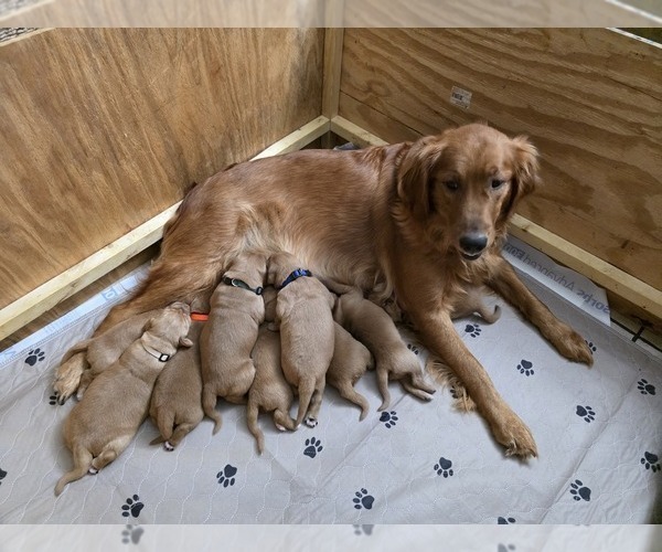 Medium Photo #8 Golden Retriever Puppy For Sale in CALABASH, NC, USA