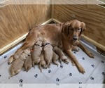 Small #7 Golden Retriever