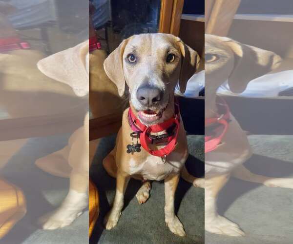 Medium Photo #19 Mutt Puppy For Sale in Crystal, MN, USA