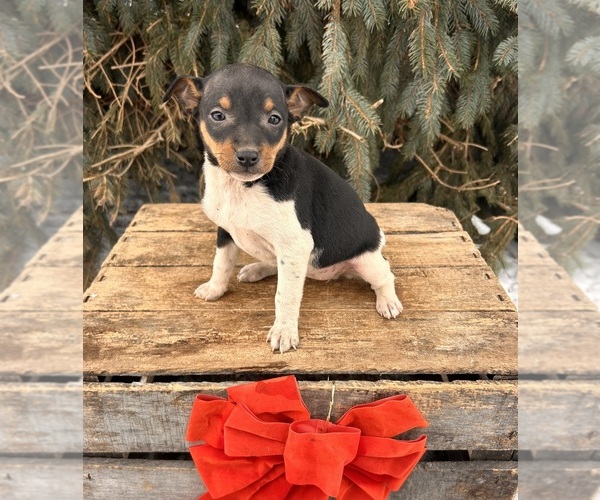Medium Photo #1 Rat Terrier Puppy For Sale in MIDDLEBURY, IN, USA