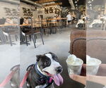 Small #1 Boston Terrier Mix