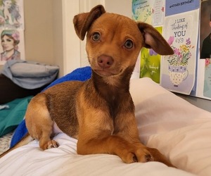 Chiweenie Dogs for adoption in SEMINARY, MS, USA