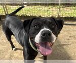 DARLA - Female Mutt Dog for Adoption - Small photo