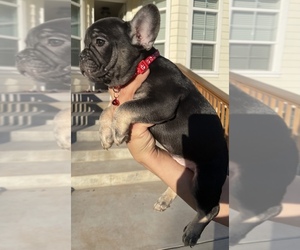 French Bulldog Puppy for sale in OROVILLE, CA, USA