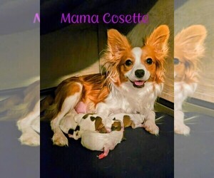Mother of the Papillon puppies born on 12/19/2023