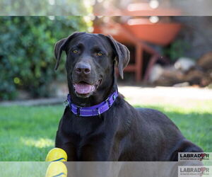 Labrador Retriever Dogs for adoption in Clovis, CA, USA