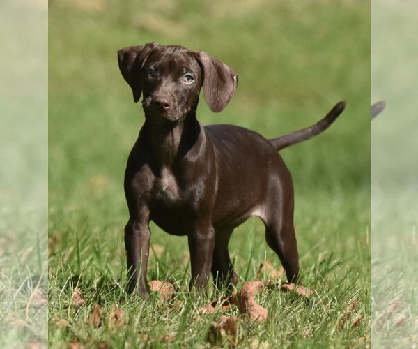 Medium Photo #1 Chocolate Labrador retriever-Pointer Mix Puppy For Sale in Mechanicsburg, PA, USA