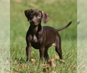 Chocolate Labrador retriever-Pointer Mix Dogs for adoption in Mechanicsburg, PA, USA
