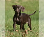 Fila - Female Chocolate Labrador retriever-Pointer Mix Dog for Adoption - Small photo