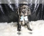 Small Photo #116 Cocker Spaniel Puppy For Sale in WARSAW, IN, USA