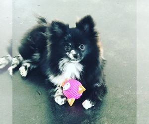 Mother of the Pomeranian puppies born on 11/06/2019