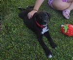 Small #1 English Cream Golden Retriever-German Shepherd Dog Mix