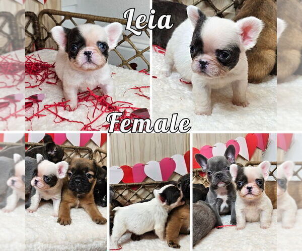 Medium Photo #1 French Bulldog Puppy For Sale in SACRAMENTO, CA, USA