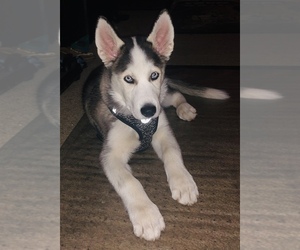 Siberian Husky Puppy for sale in RENO, NV, USA
