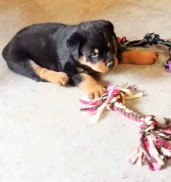 Medium Photo #1 Rottweiler Puppy For Sale in WINDSOR, ME, USA