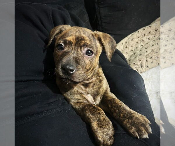 Medium Photo #1 Mutt Puppy For Sale in Fargo, ND, USA