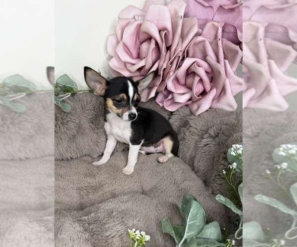 Medium Photo #4 Chihuahua Puppy For Sale in GLEN ALLEN, VA, USA