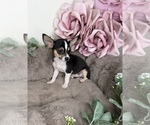 Small #3 Chihuahua
