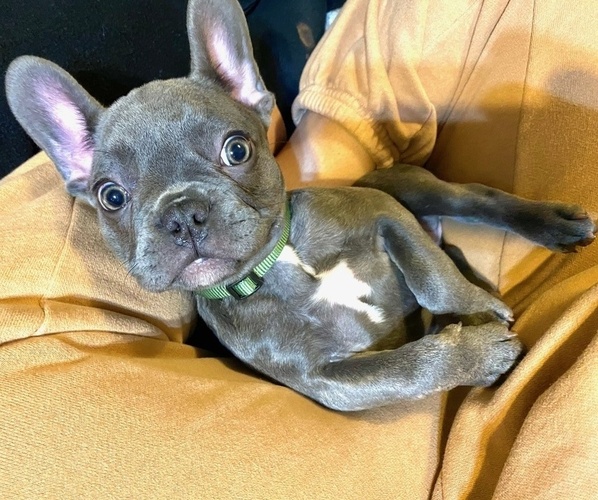 Medium Photo #1 French Bulldog Puppy For Sale in FOREST PARK, IL, USA