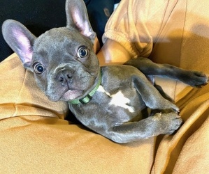 French Bulldog Puppy for sale in FOREST PARK, IL, USA