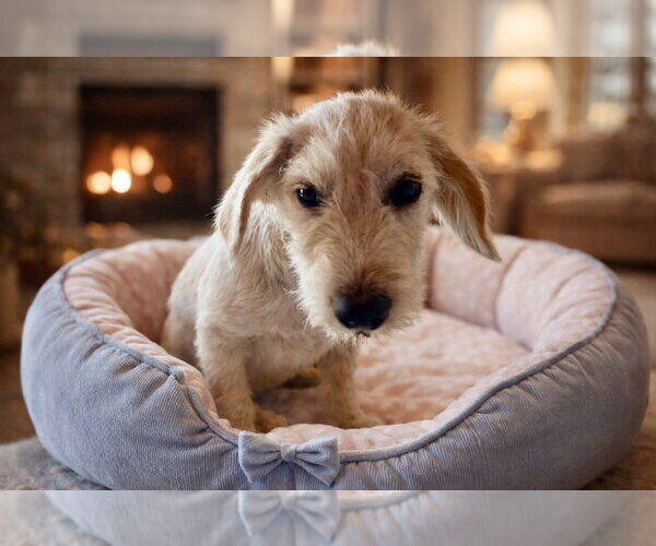 Medium Photo #1 Mutt Puppy For Sale in San Diego, CA, USA