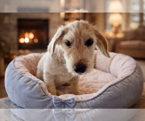 Mutt Dogs for adoption in San Diego, CA, USA