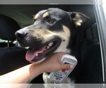 Small Siberian Husky Mix