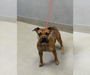 American Pit Bull Terrier-Unknown Mix Dogs for adoption in Las Vegas, NV, USA