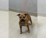 Small American Pit Bull Terrier Mix