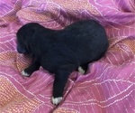 Small Photo #18 Great Pyredane Puppy For Sale in KINGMAN, AZ, USA